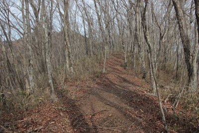冬枯れの山道の写真
