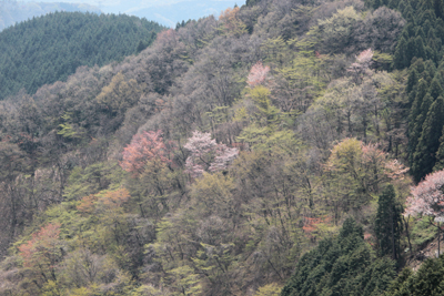 桜の花や芽吹きの木々を俯瞰した写真