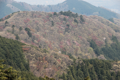 赤い葉が多い山腹の木々の写真