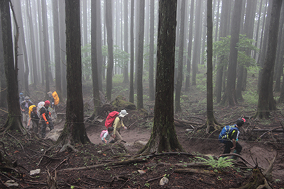 霧の中の樹林帯を登っている写真