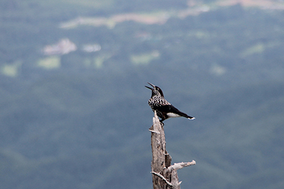 枯れ木に止まって鳴いているホシガラスの写真