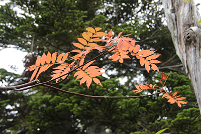 紅葉したナナカマドの写真
