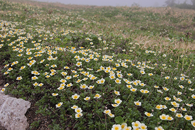 チングルマのお花畑の写真