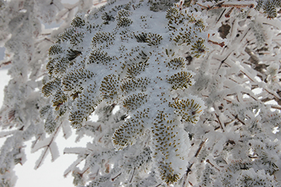 びっしり雪の付いたシラビソの写真