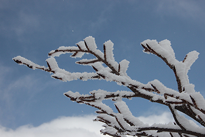 エビのしっぽのように木の枝に付着した雪の写真