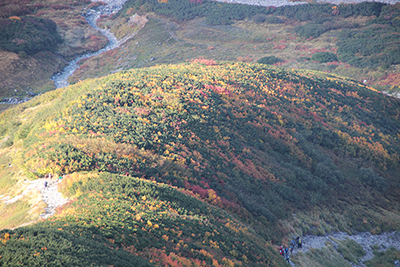 雷鳥坂の紅葉を俯瞰した写真