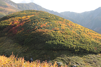 雷鳥坂の紅葉を見上げた写真