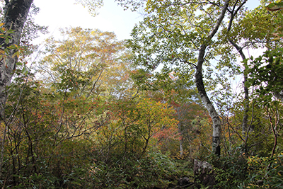 紅葉の木々の写真