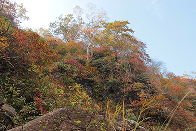 西黒尾根の紅葉の写真