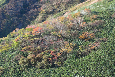 山腹の紅葉の写真