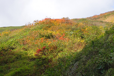 紅葉した木々に朝日が当たっている写真