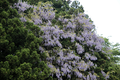 山腹のフジの花の写真