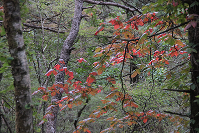 紅葉したツタウルシの写真