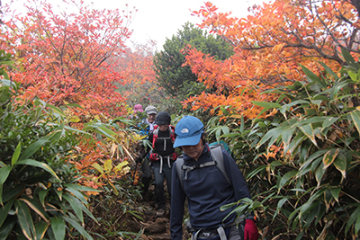 紅葉のトンネルの下を下っている写真