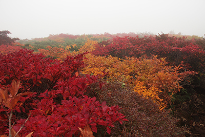 真っ赤に紅葉した木々の写真