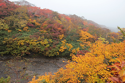 東栗駒コースにある沢と紅葉の写真