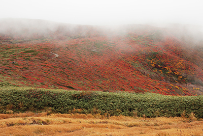 紅葉した山腹の写真