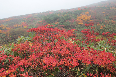真っ赤に紅葉したドウダンツツジの写真
