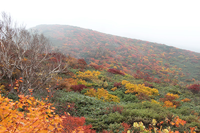 紅葉の山腹の写真
