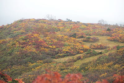 黄色い葉が多い紅葉の写真