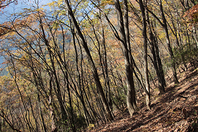紅葉した山腹の木々の写真