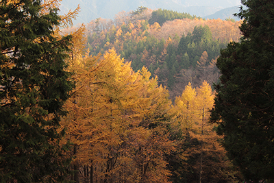 紅葉した唐松の写真