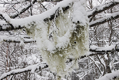 サルオガセに雪が積もっている写真