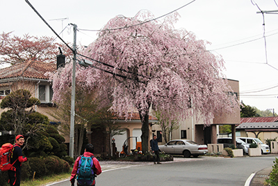 立派なしだれ桜の下に立つＣさんの写真
