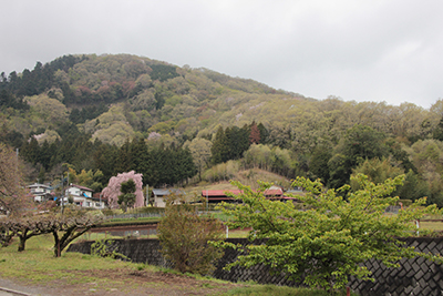 春らしい芽吹きの木々の写真