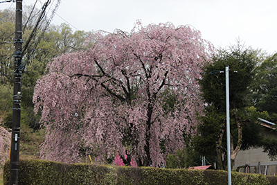 立派なしだれ桜の写真