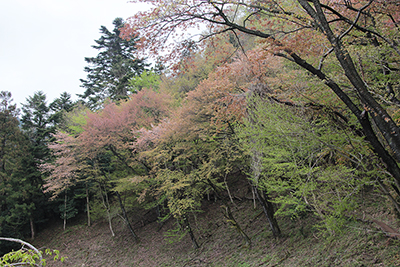 サクラや新緑の木々の写真