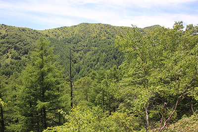 湯ノ丸山と烏帽子岳のコル付近から見た烏帽子岳の写真