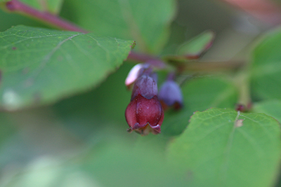 これもスノキの花かなと思われる花の写真