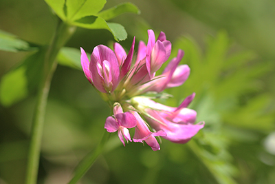 シャジクソウと思われる花の写真