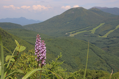 テガタチドリと篭ノ登山の写真