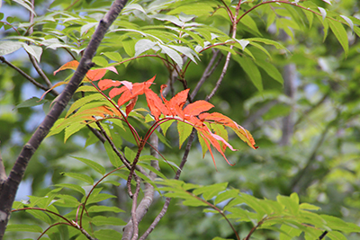 もう紅葉していたナナカマドの写真