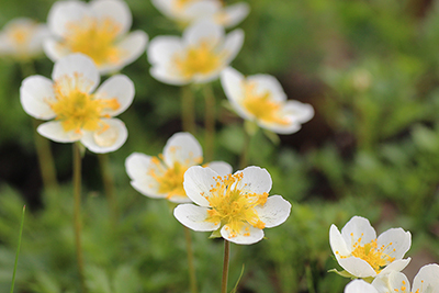 チングルマの花の写真