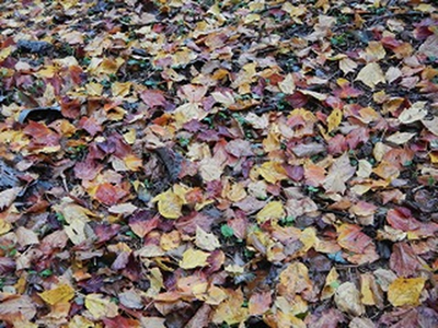 紅葉した落ち葉の写真