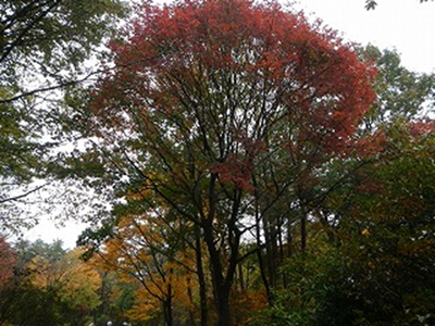 紅葉したメグスリノキの写真