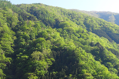 東日原から見える対岸の山腹の新緑の写真