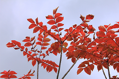 真っ赤に紅葉したウルシの写真