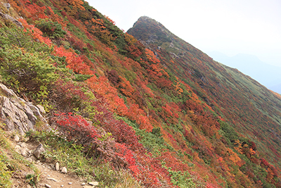 オキの耳山腹の紅葉とトマの耳の写真