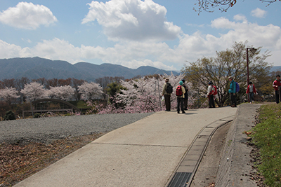 綿雲が浮かぶ青空の下で桜などを見ている写真