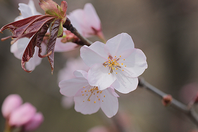 桜の花の写真