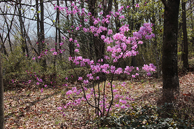 ミツバツツジの花の写真