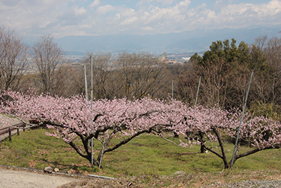 桃の農園と遠くの山の写真