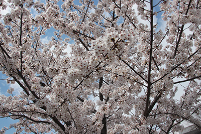 桜の写真