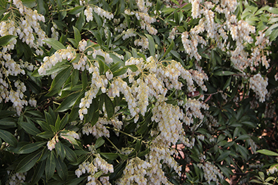 アセビの花の写真
