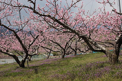 桃の花の写真
