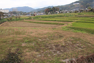 刈り取りの終わった田園風景の写真
